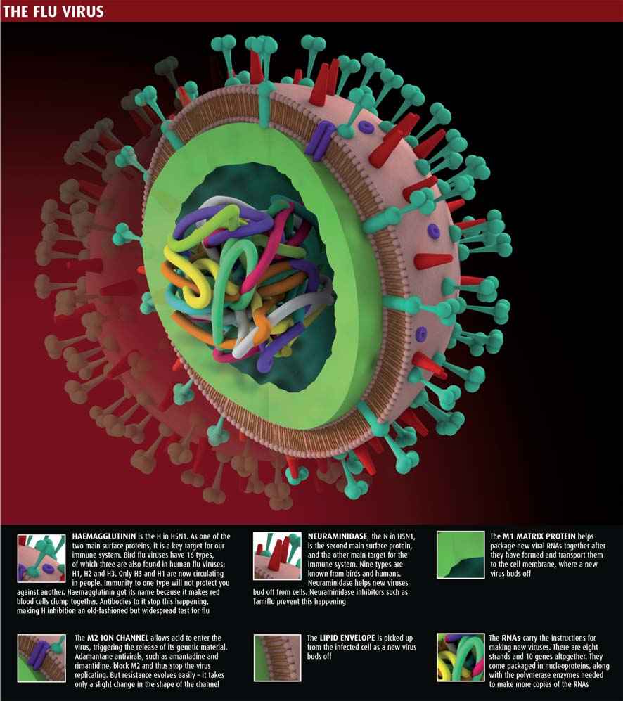 A detailed look of exactly how a flu virus is constructed.